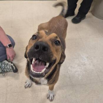 Ichabod the Tripod -  Mixed Breed Dog for Adoption in Port Richey, Florida - Ichabod The Tripod | PetCurious