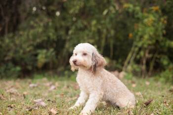 Rescue Miniature Poodle and Bichon Frise Dogs for Adoption in Gradyville, Kentucky - Aaric | PetCurious