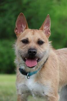 Mixed Breed Dogs Available for Adoption in Columbia, Tennessee - Bella | PetCurious