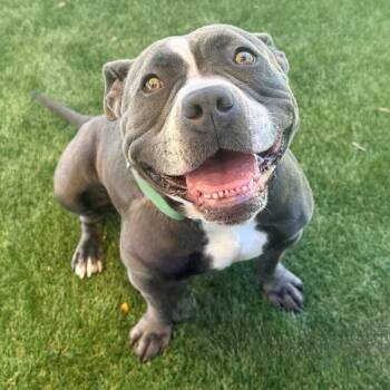 Cocoa Puffs -  American Staffordshire Terrier Dog for Adoption in Walnut Creek, California - Cocoa Puffs | PetCurious
