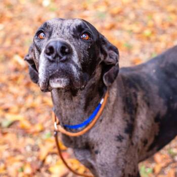 Great Dane Dogs Available for Adoption - Otis | PetCurious