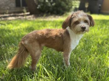 Silas -  Terrier Dog for Adoption in Helotes, Texas - Silas | PetCurious