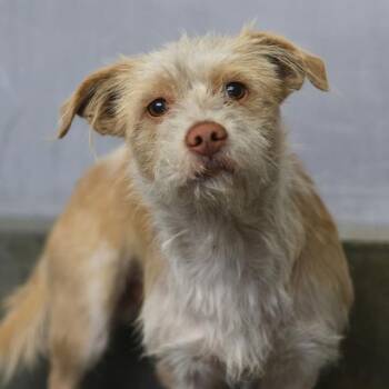BENNY -  Terrier Dog for Adoption in San Antonio, Texas - BENNY | PetCurious