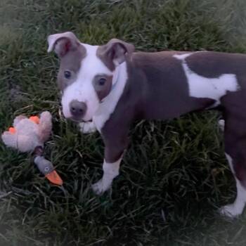 Pit Bull Terrier Dogs Available for Adoption in Ottawa Hills, Ohio - Chicky | PetCurious