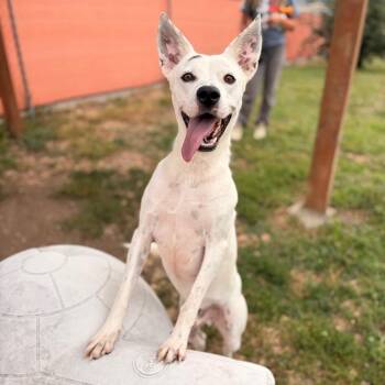 Spot -  Mixed Breed Dog for Adoption in Spokane, Washington - Spot | PetCurious