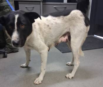 Rescue Border Collie and Australian Shepherd Dogs for Adoption in Tulare, California - Madalyn | PetCurious