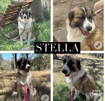 Stella -  Anatolian Shepherd and Great Pyrenees Dog for Adoption in New Braunfels, Texas - Stella | PetCurious