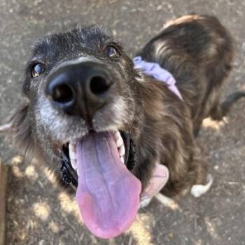 Nina -  Australian Shepherd Dog for Adoption in The Colony, Texas - Nina | PetCurious