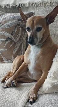 Rescue Miniature Pinscher and Chihuahua Dogs for Adoption in Palm City, Florida - Leyla | PetCurious