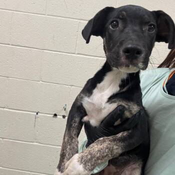 Groove -  Mixed Breed Dog for Adoption in Memphis, Tennessee - Groove | PetCurious