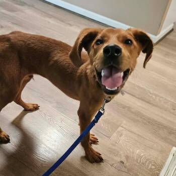 Duke -  Redbone Coonhound Dog for Adoption in Harrodsburg, Kentucky - Duke | PetCurious