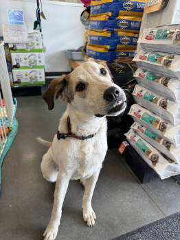 Rescue Labrador Retriever and Australian Cattle Dog Blue Heeler Dogs for Adoption in Ponchatoula, Louisiana - Rowan | PetCurious