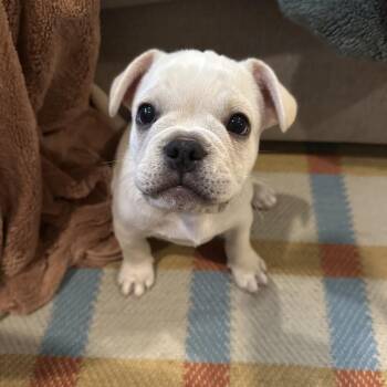 BOSCO -  French Bulldog and Chihuahua Dog for Adoption in Richmond, California - BOSCO | PetCurious