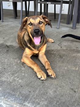 Cabo -  Mixed Breed Dog for Adoption in Lexington, Kentucky - Cabo | PetCurious