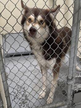 MILO -  Husky and Mixed Breed Dog for Adoption in Anchorage, Alaska - MILO | PetCurious