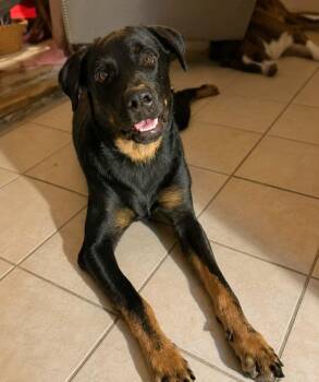 Ryder -  Shepherd and Labrador Retriever Dog for Adoption in San Antonio, Texas - Ryder | PetCurious