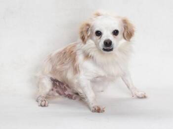 Chihuahua Dogs Available for Adoption in Burbank, California - FANGS | PetCurious