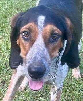 JOYFULL JAKE -  Bluetick Coonhound Dog for Adoption in Alexandria, Louisiana - JOYFULL JAKE | PetCurious