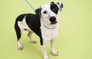 GAMEBOY -  Mixed Breed Dog for Adoption in Jacksonville, Florida - GAMEBOY | PetCurious