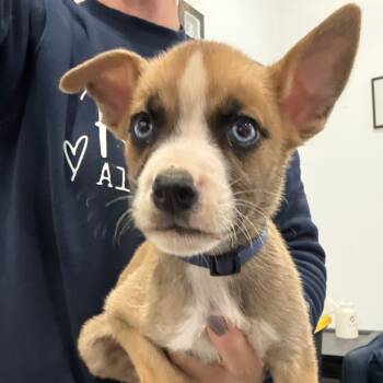 Rescue Boxer and Mixed Breed Dogs for Adoption in Sacramento, California - Pumpkin | PetCurious