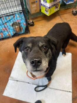 Labrador Retriever Dogs Available for Adoption - Blaze | PetCurious