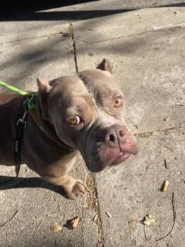 Rescue Mixed Breed Dogs for Adoption in Cincinnati, Ohio - Sugar Skull | PetCurious