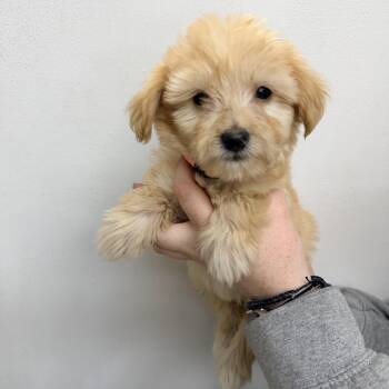 Olivia Rodrigo -  Mixed Breed Dog for Adoption in Las Vegas, Nevada - Olivia Rodrigo | PetCurious