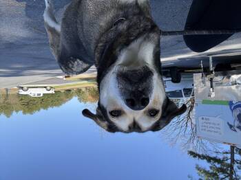 Rescue Shepherd Dogs for Adoption in Lancaster, South Carolina - Diamond | PetCurious