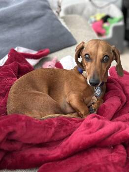 Isabella -  Dachshund Dog for Adoption in Cookeville, Tennessee - Isabella | PetCurious