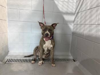 American Bulldog and Mixed Breed Dogs Available for Adoption in Winter Haven, Florida - APOLLO | PetCurious