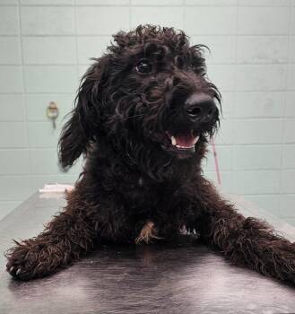 Shadow -  Terrier Dog for Adoption in Athens, Tennessee - Shadow | PetCurious