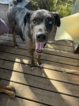 Rescue German Shepherd Dog and Husky Dogs for Adoption in Pointe-claire, Quebec - Bullseye | PetCurious