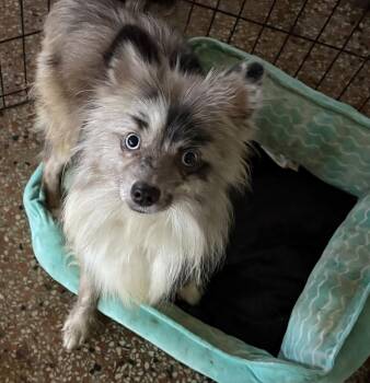 Earl FH -  Pomeranian Dog for Adoption in Sanford, Florida - Earl FH | PetCurious
