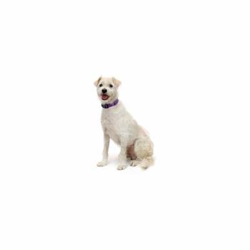 Kylo -  Mixed Breed Dog for Adoption in Los Angeles, California - Kylo | PetCurious