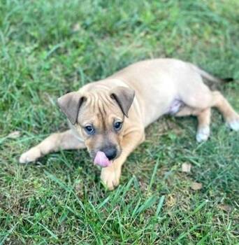 Pit Bull Terrier and Mixed Breed Dogs Available for Adoption in Malvern, Pennsylvania - Tofu | PetCurious