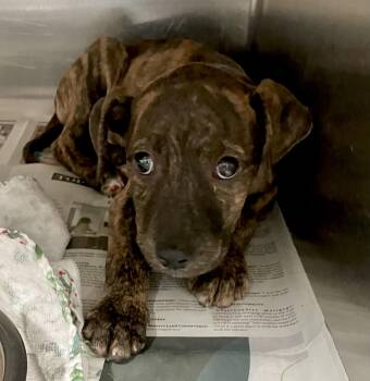 Hank -  Mixed Breed Dog for Adoption in Parma, Ohio - Hank | PetCurious