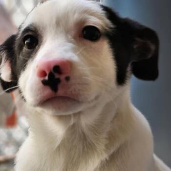 Mixed Breed Dogs Available for Adoption - WeuWeu | PetCurious