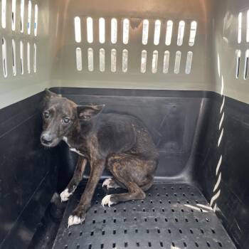 BRAZ-Stray-137628 -  Mixed Breed Dog for Adoption in Lake Jackson, Texas - BRAZ-Stray-137628 | PetCurious