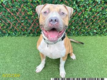 LIAM -  Mixed Breed Dog for Adoption in West Palm Beach, Florida - LIAM | PetCurious