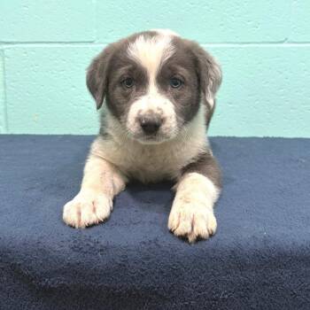 Labrador Retriever Dogs Available for Adoption in Cabot, Arkansas - Flora Lorene | PetCurious