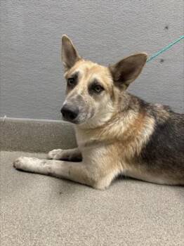 CARAMEL CRUNCH -  German Shepherd Dog Dog for Adoption in Las Vegas, Nevada - CARAMEL CRUNCH | PetCurious