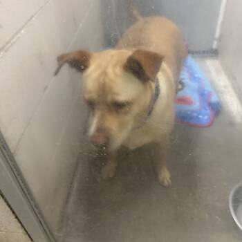 Sana -  Mixed Breed Dog for Adoption in Auburn, Alabama - Sana | PetCurious