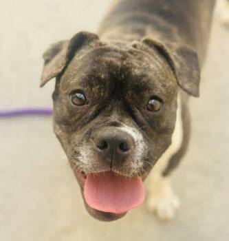 Mixed Breed Dogs Available for Adoption in West Chester, Pennsylvania - Erica | PetCurious