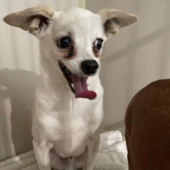 Chihuahua Dogs Available for Adoption in Port Charlotte, Florida - Spot | PetCurious