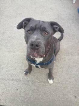 Pit Bull Terrier and Cane Corso Dogs Available for Adoption in Westland, Michigan - Einstein | PetCurious