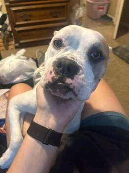 Fizgig -  Pit Bull Terrier and Mixed Breed Dog for Adoption in Kansas City, Missouri - Fizgig | PetCurious