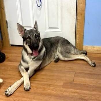 Stratus -  German Shepherd Dog Dog for Adoption in Montague, Massachusetts - Stratus | PetCurious