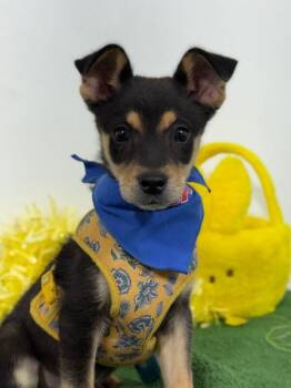 Terrier and Chihuahua Dogs Available for Adoption in Carlsbad, California - Leon | PetCurious