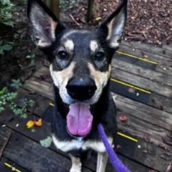 Saneli (ID 52614) -  Doberman Pinscher and Husky Dog for Adoption in Manassas, Virginia - Saneli (ID 52614) | PetCurious