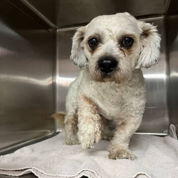 Rescue Shih Tzu Dogs for Adoption in Northbrook, Illinois - Toby | PetCurious